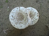 Amanita chrysoblema image
