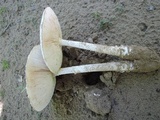 Amanita chrysoblema image