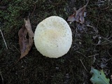 Amanita chrysoblema image