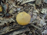 Melanoleuca alboflavida image