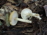 Melanoleuca alboflavida image