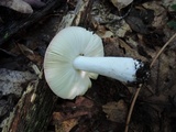 Russula rubescens image