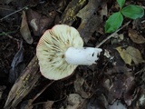 Russula rubescens image