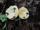 Russula risigallina image