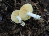 Russula risigallina image