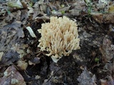 Ramaria pallida image