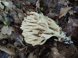 Ramaria pallida image