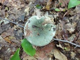 Russula aeruginea image