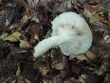 Russula aeruginea image