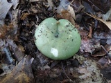Russula aeruginea image