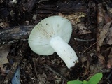 Russula aeruginea image