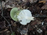Russula aeruginea image