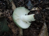 Russula aeruginea image