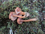 Laccaria proxima image