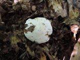 Tricholoma sulphurescens image