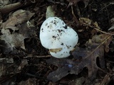 Tricholoma sulphurescens image