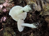 Tricholoma sulphurescens image