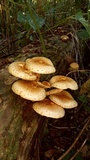 Pholiota squarrosoides image