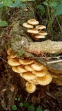 Pholiota squarrosoides image