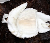 Amanita atkinsoniana image