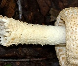 Amanita atkinsoniana image