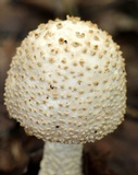 Amanita atkinsoniana image