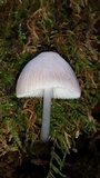 Mycena niveipes image