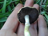 Stropharia coronilla image