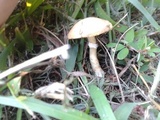 Stropharia coronilla image