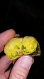 Entonaema liquescens image