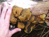Entonaema liquescens image
