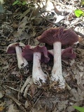 Laccaria ochropurpurea image