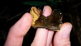Entonaema liquescens image