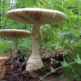 Amanita daucipes image