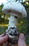 Amanita mutabilis image