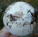 Amanita mutabilis image