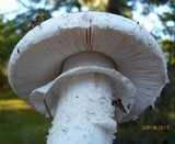 Amanita mutabilis image