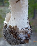 Amanita mutabilis image
