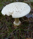Amanita subcokeri image