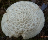 Amanita subcokeri image