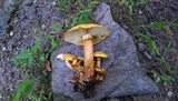 Gymnopilus luteus image
