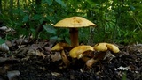 Gymnopilus luteus image