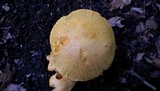 Gymnopilus luteus image