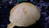 Gymnopilus luteus image