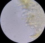 Gymnopilus luteus image