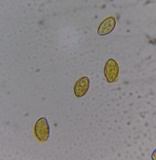 Gymnopilus luteus image