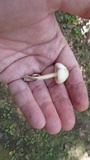 Limacella illinita image