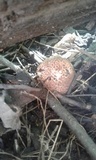 Suillus spraguei image