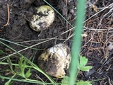 Rhizopogon occidentalis image
