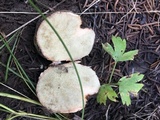 Rhizopogon occidentalis image